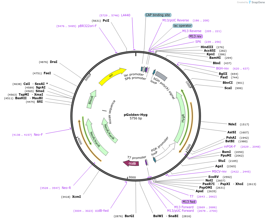 51423-plasmid-map-sequence-id-78380