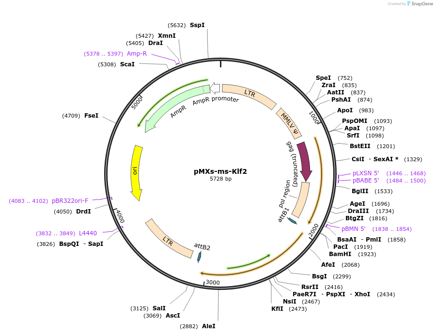 50786-plasmid-map-sequence-id-78396