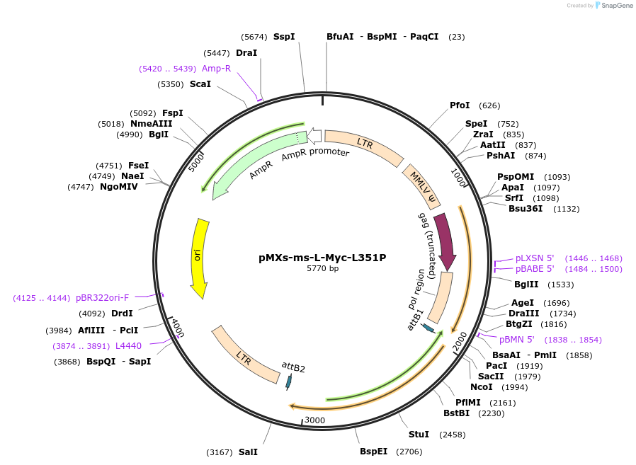50777-plasmid-map-sequence-id-78407