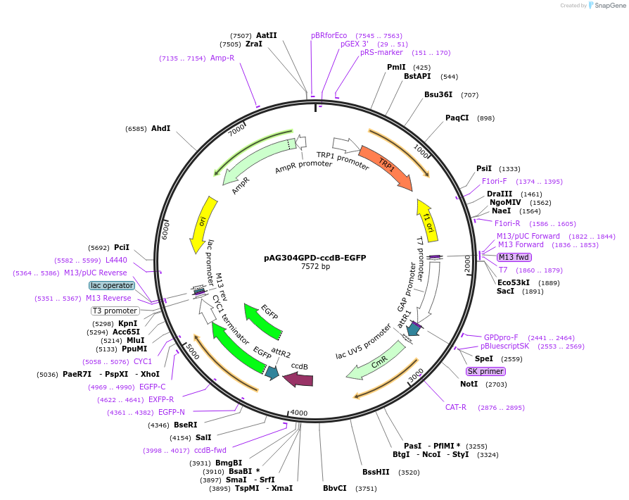14184-plasmid-map-sequence-id-7847