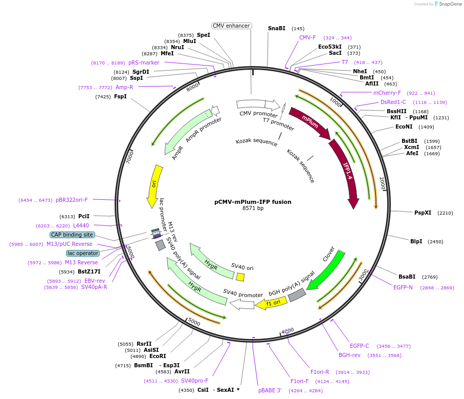 49768-plasmid-map-sequence-id-78500