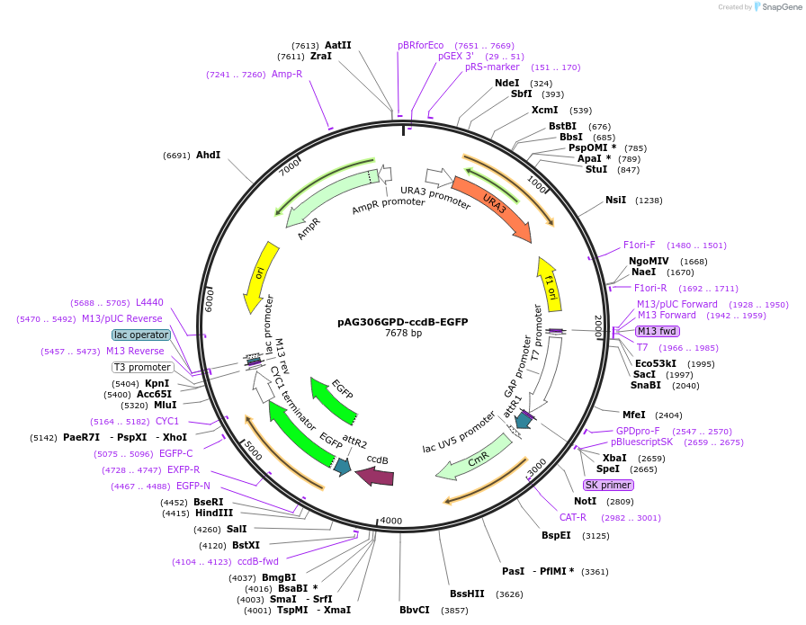 14188-plasmid-map-sequence-id-7851