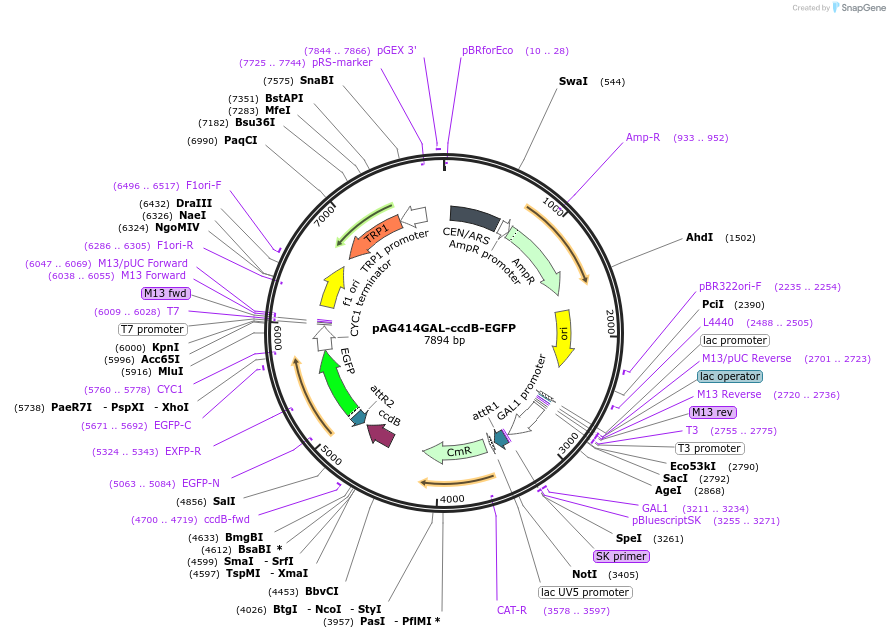14191-plasmid-map-sequence-id-7854