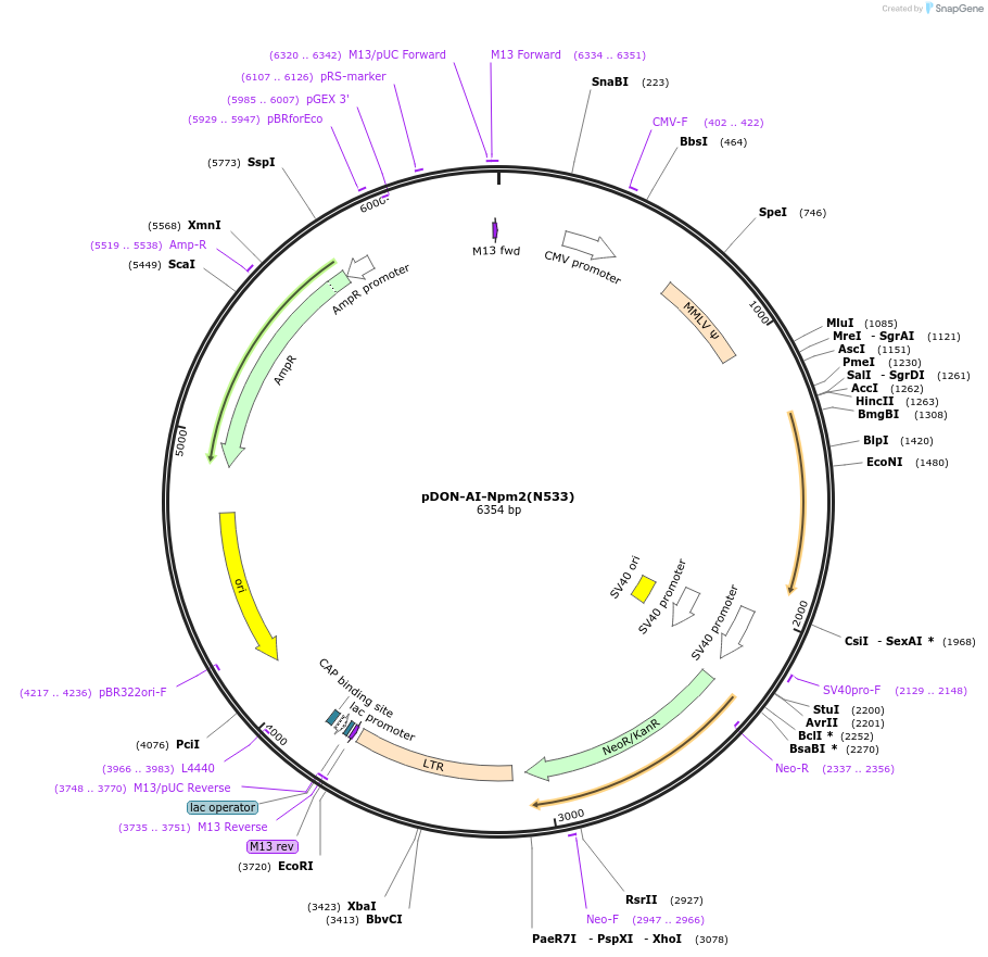 51475-plasmid-map-sequence-id-78547