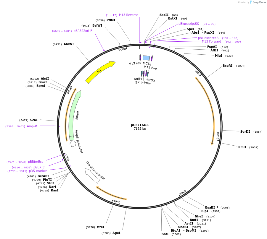 51484-plasmid-map-sequence-id-78568