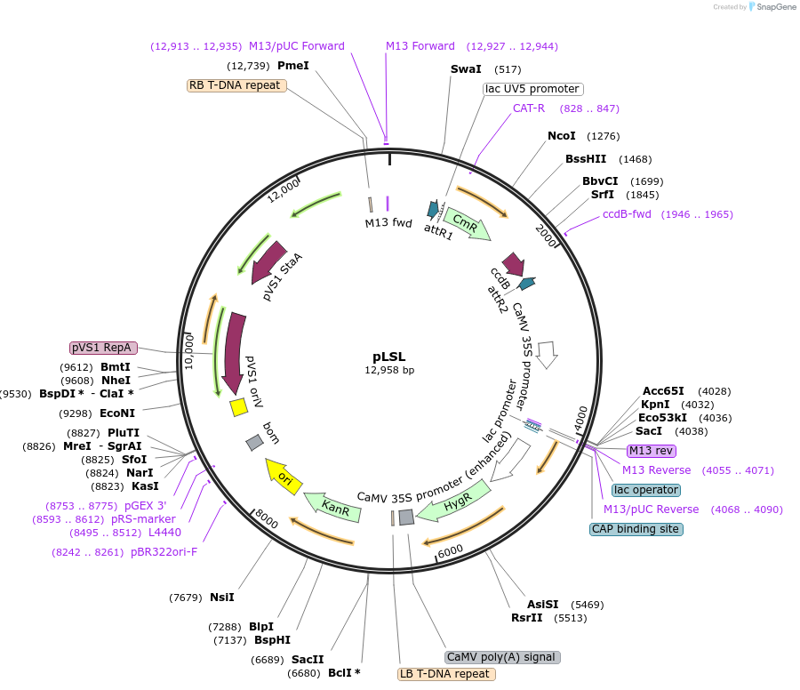 51493-plasmid-map-sequence-id-78588