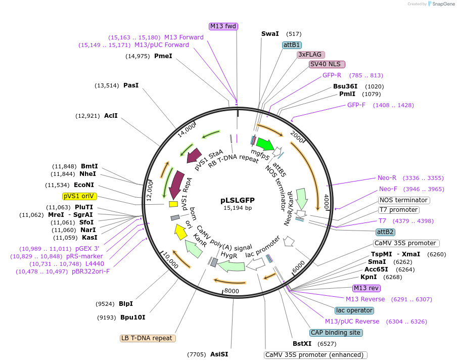 51494-plasmid-map-sequence-id-78590