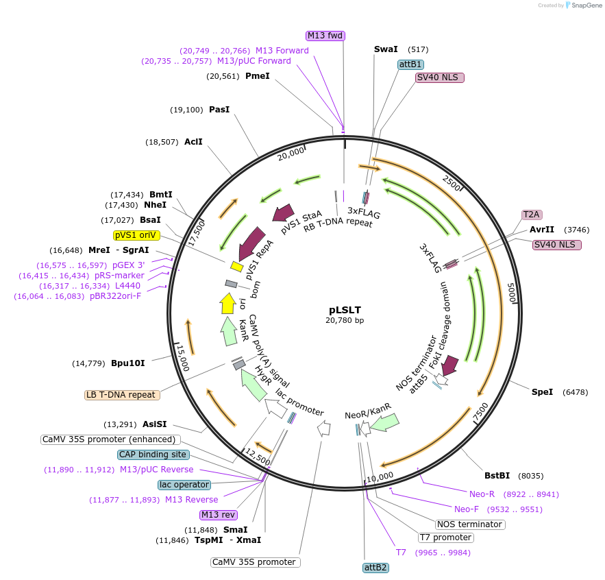51498-plasmid-map-sequence-id-78599