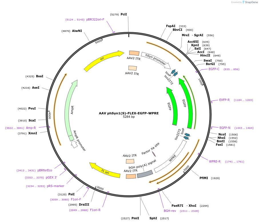 51504-plasmid-map-sequence-id-78628
