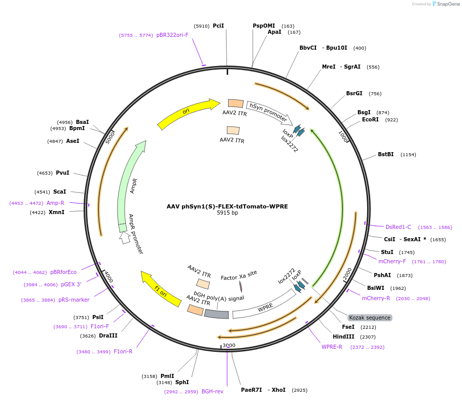 51505-plasmid-map-sequence-id-78629