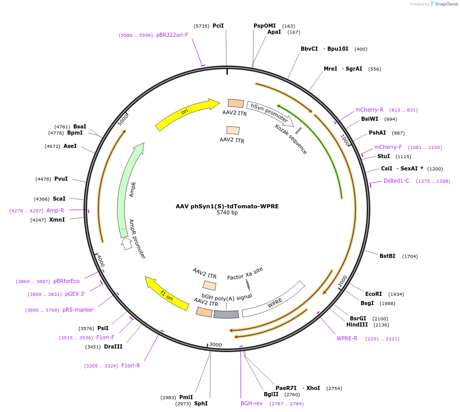 51506-plasmid-map-sequence-id-78630