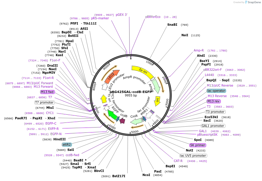 14201-plasmid-map-sequence-id-7864