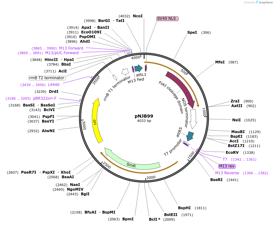 51521-plasmid-map-sequence-id-78695