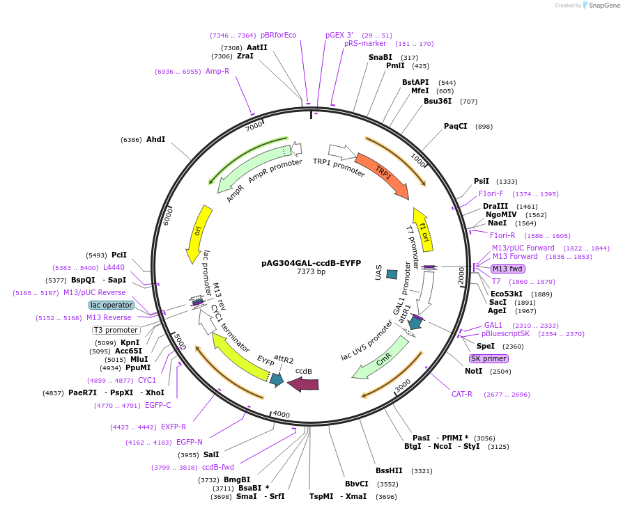 14207-plasmid-map-sequence-id-7870