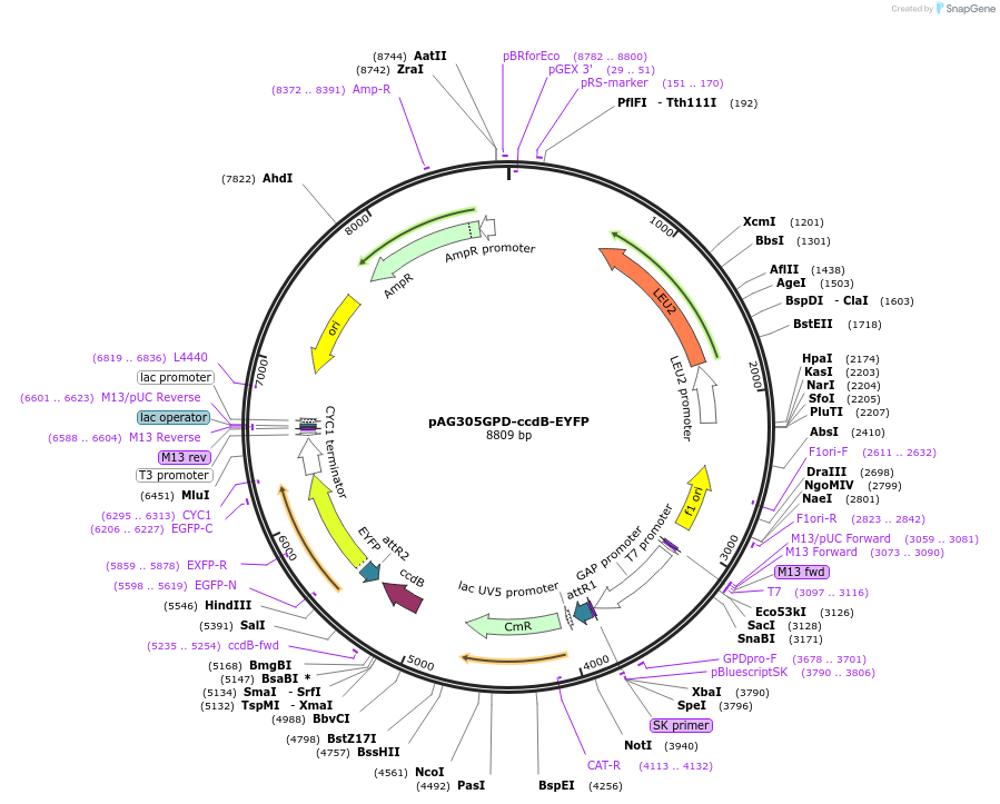 14210-plasmid-map-sequence-id-7873
