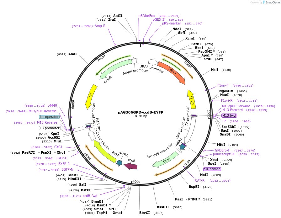 14212-plasmid-map-sequence-id-7875