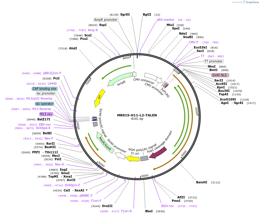 51554-plasmid-map-sequence-id-78782