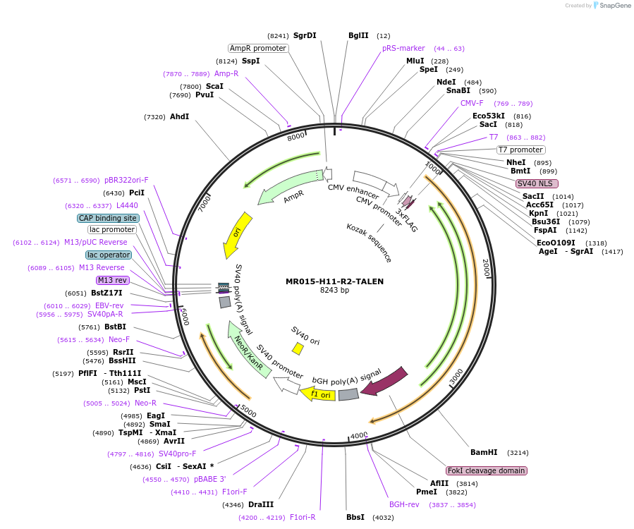 51555-plasmid-map-sequence-id-78783
