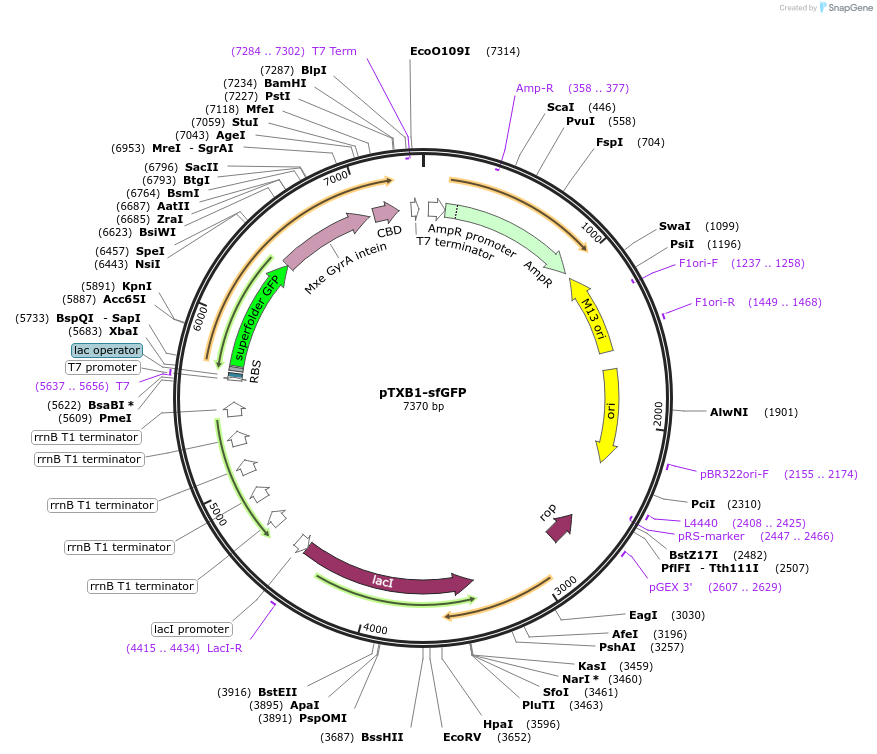 51562-plasmid-map-sequence-id-78800