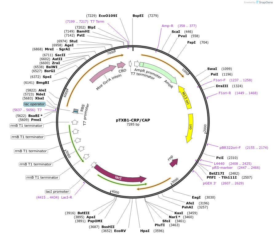 51563-plasmid-map-sequence-id-78803