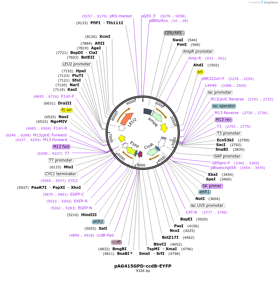 14218-plasmid-map-sequence-id-7881