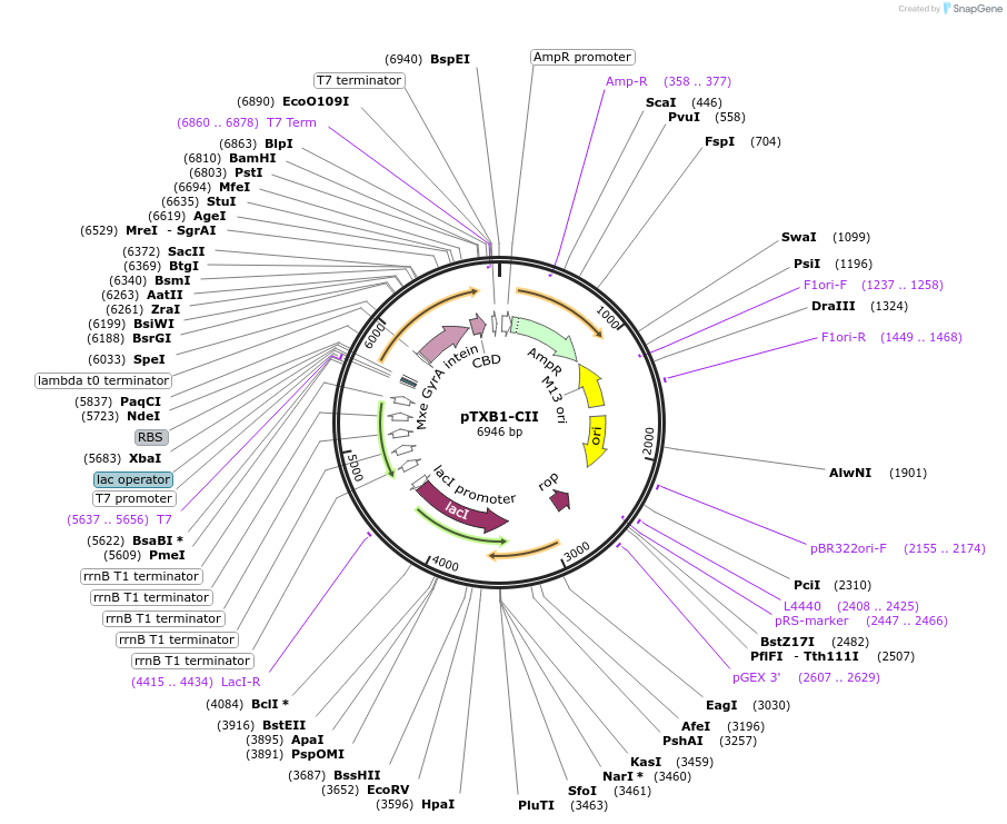51566-plasmid-map-sequence-id-78825