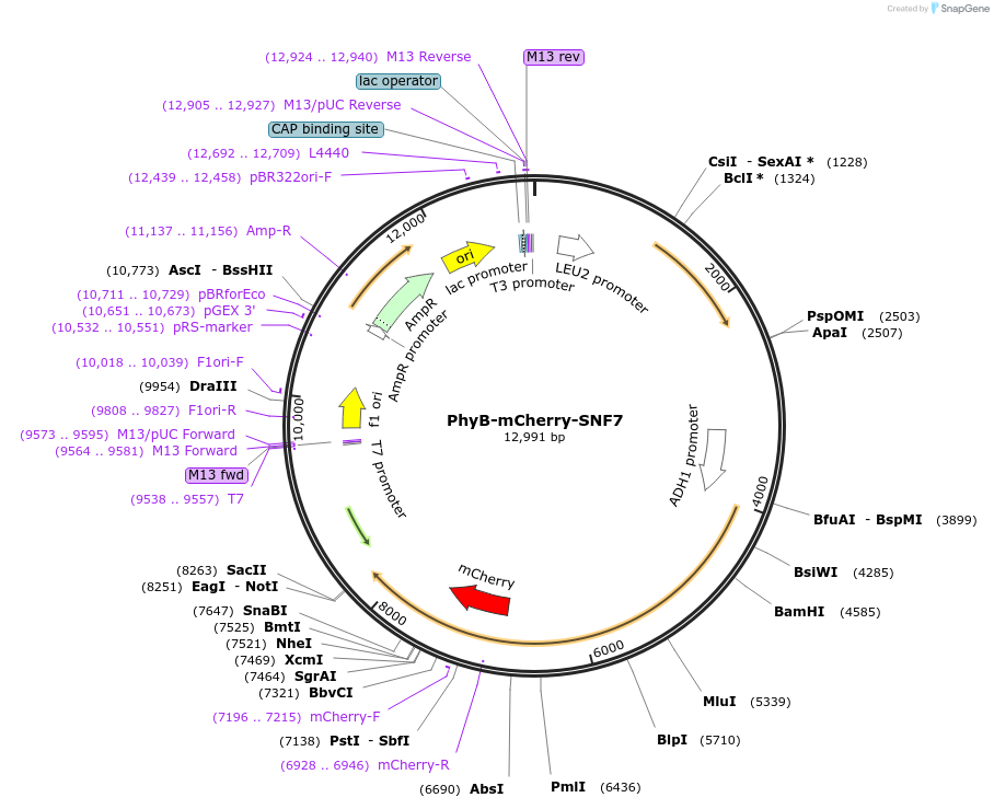 51574-plasmid-map-sequence-id-78828