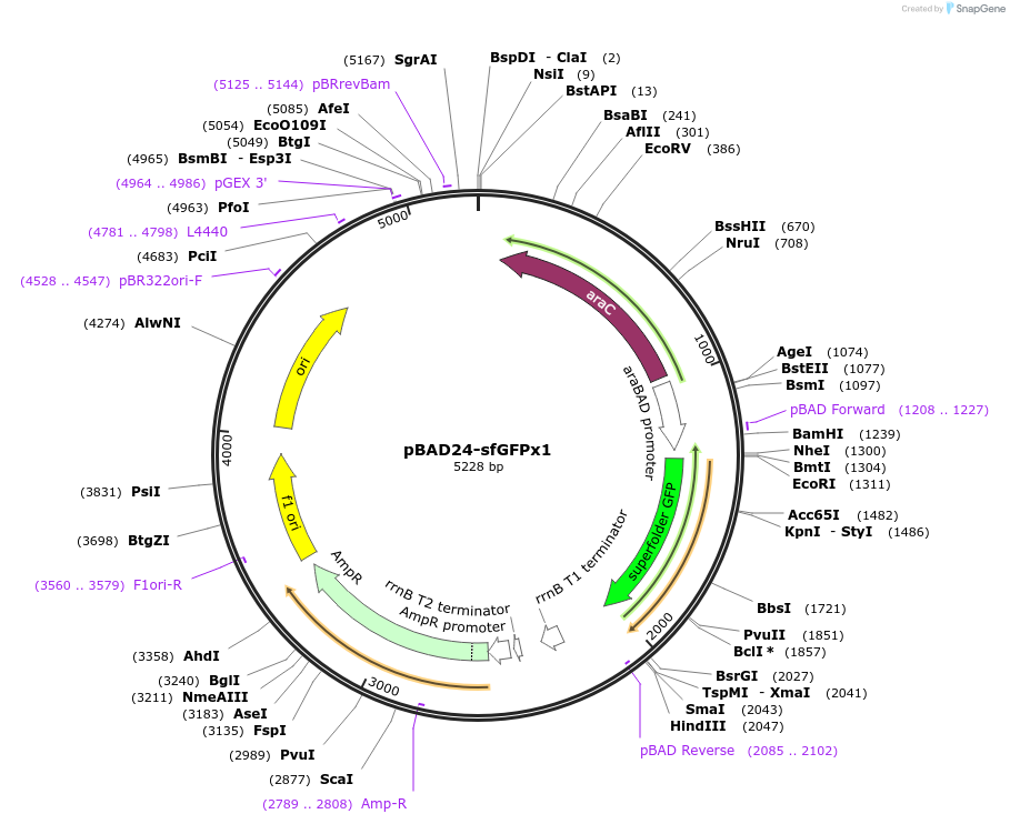 51558-plasmid-map-sequence-id-78830