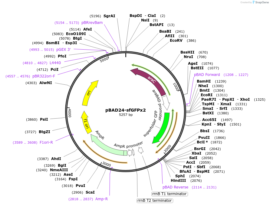51559-plasmid-map-sequence-id-78831