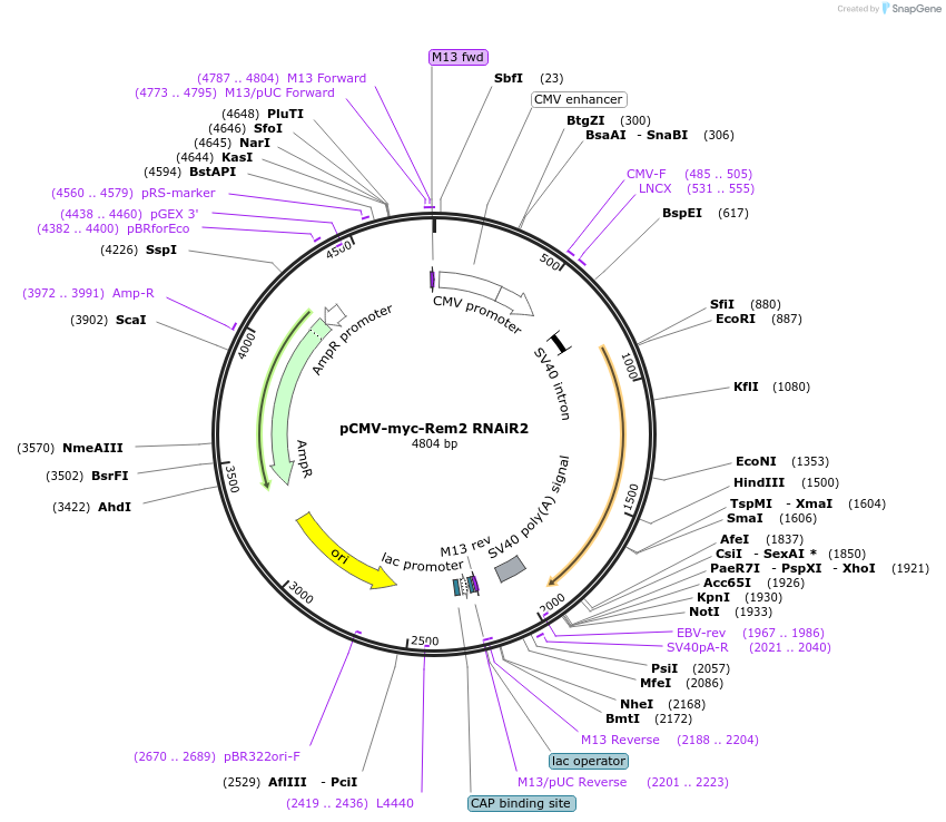 51585-plasmid-map-sequence-id-78880