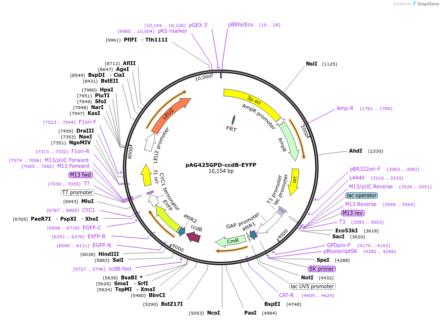 14226-plasmid-map-sequence-id-7889