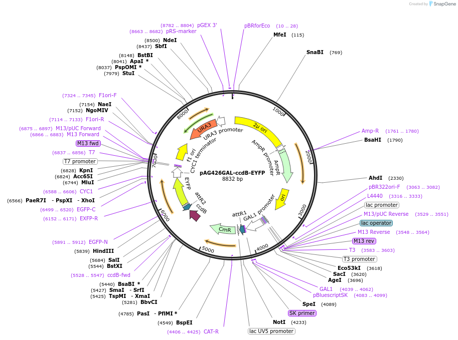 14227-plasmid-map-sequence-id-7890