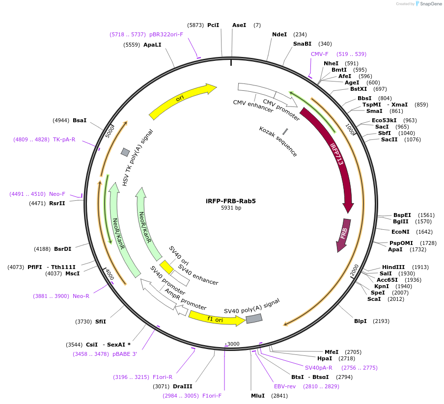 51612-plasmid-map-sequence-id-78910