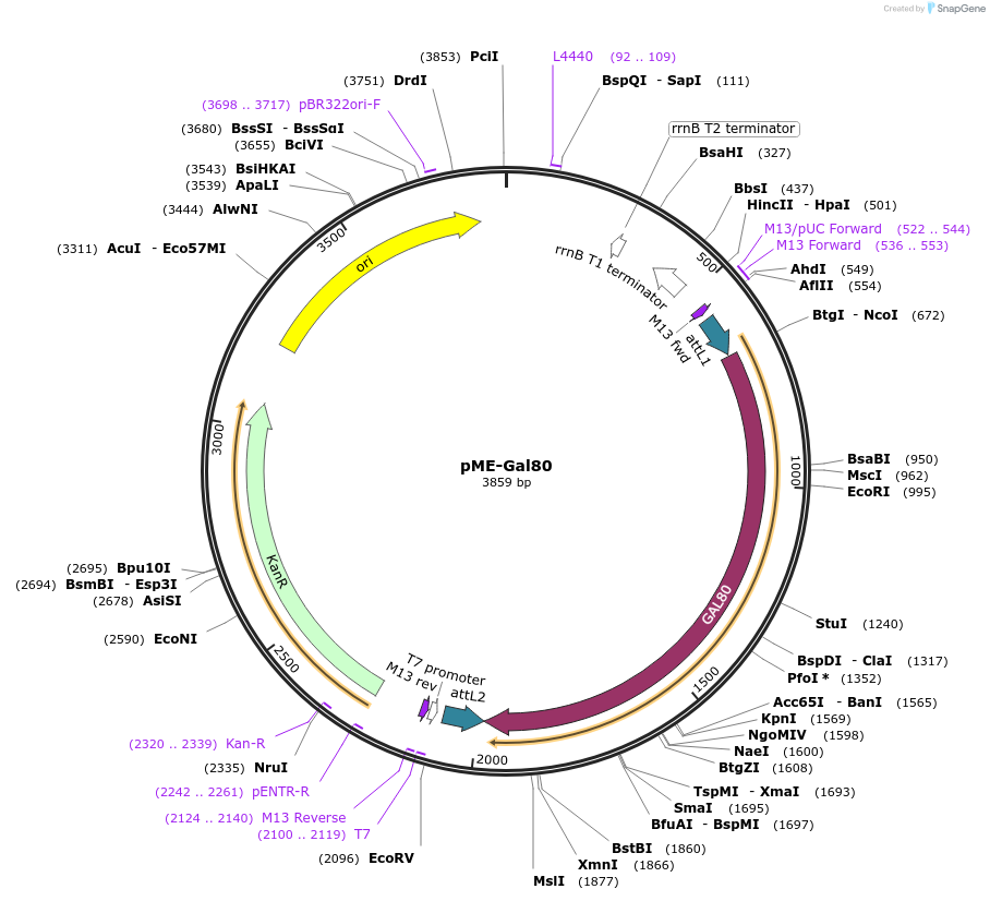 51620-plasmid-map-sequence-id-78912
