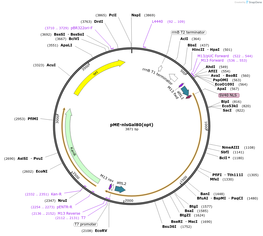 51618-plasmid-map-sequence-id-78916