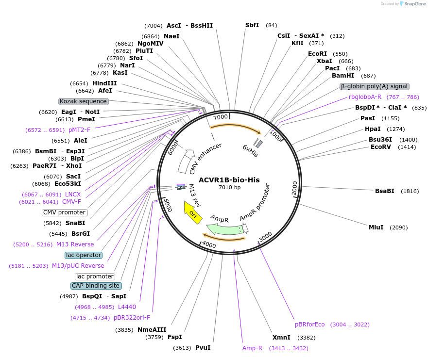 51640-plasmid-map-sequence-id-78962