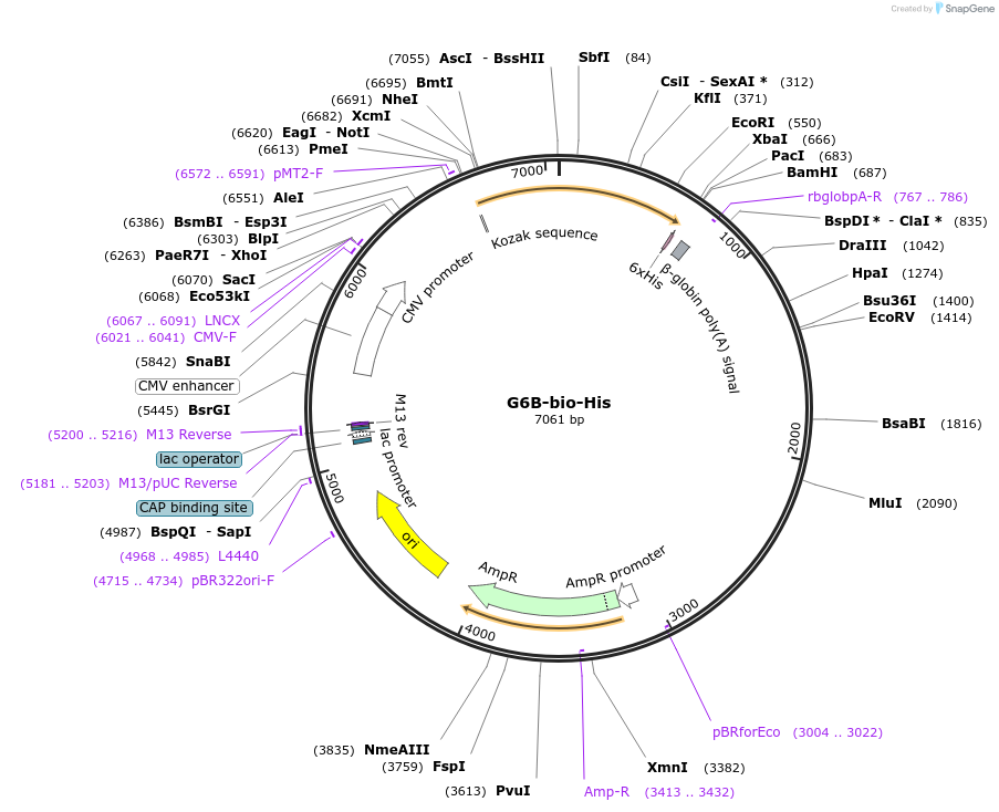 51644-plasmid-map-sequence-id-78966