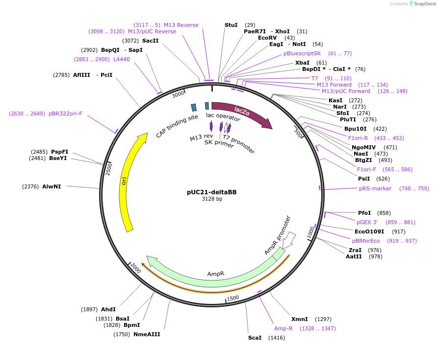 51657-plasmid-map-sequence-id-79019