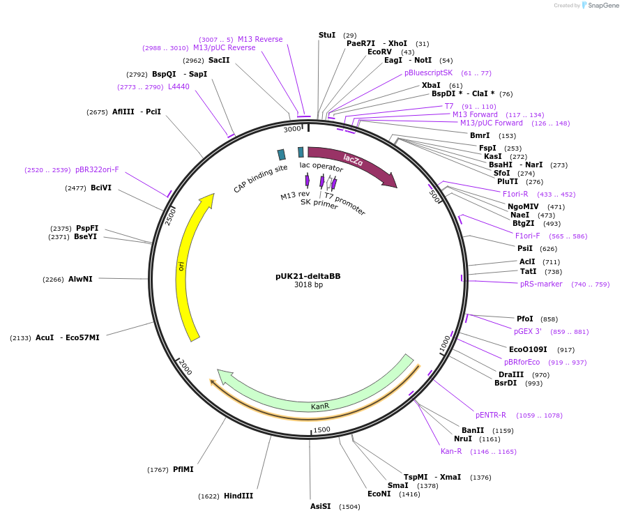 51658-plasmid-map-sequence-id-79021