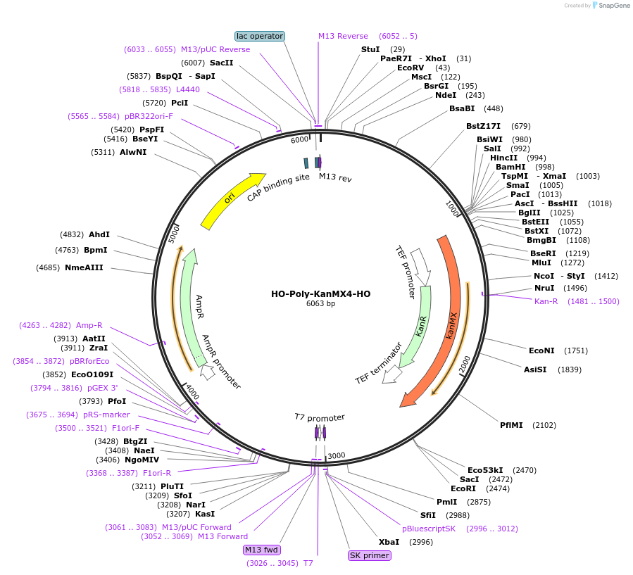 51662-plasmid-map-sequence-id-79028