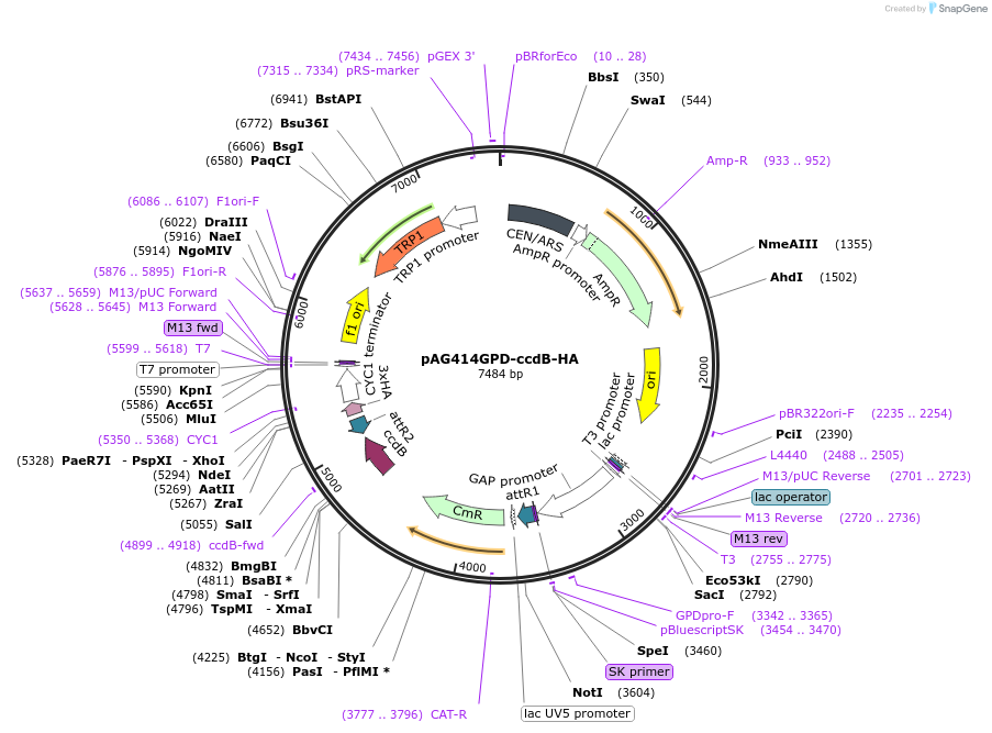 14240-plasmid-map-sequence-id-7903