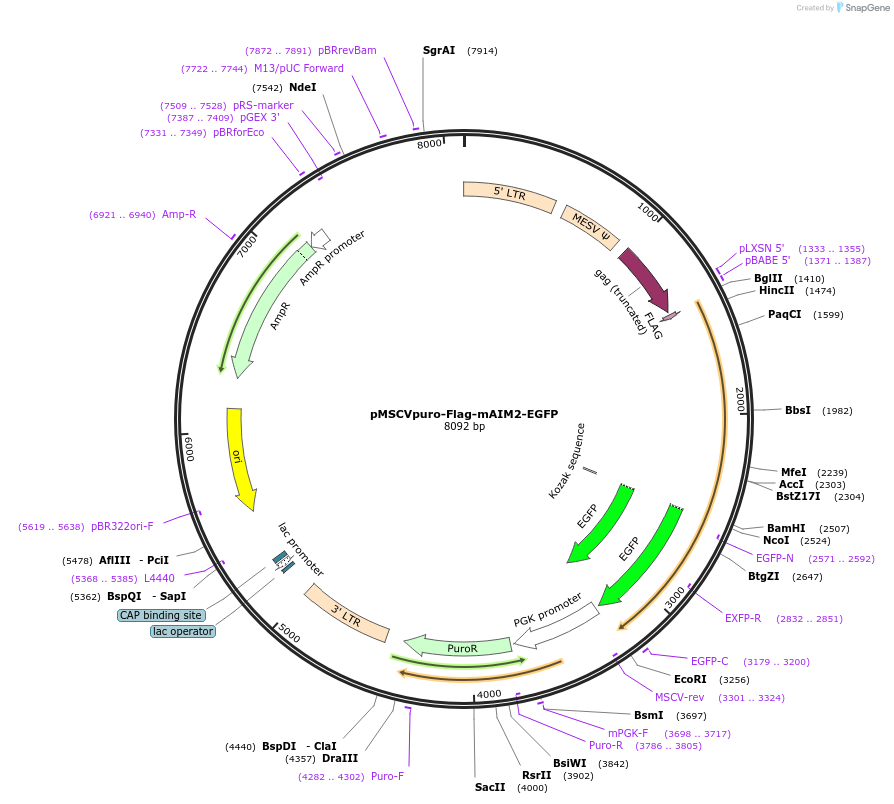 51667-plasmid-map-sequence-id-79042