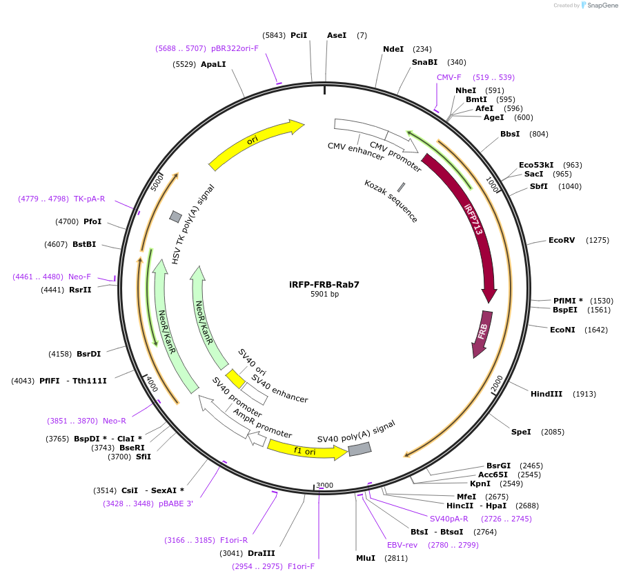 51613-plasmid-map-sequence-id-79078