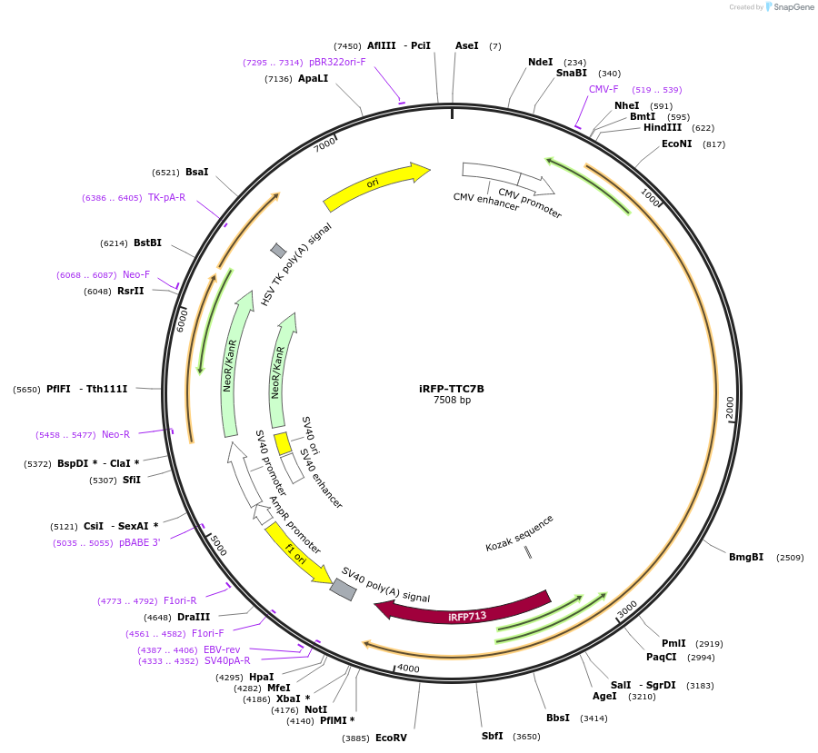 51615-plasmid-map-sequence-id-79080