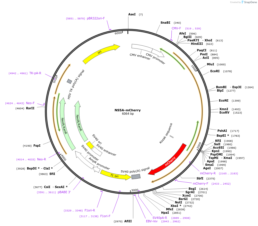 51616-plasmid-map-sequence-id-79081