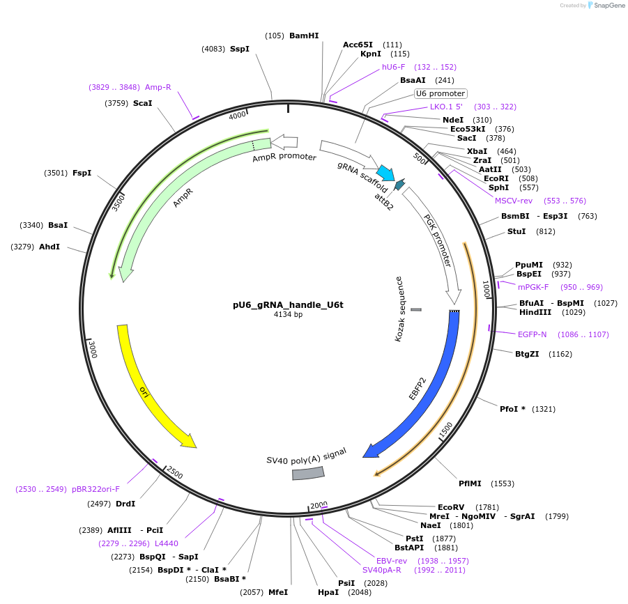 49016-plasmid-map-sequence-id-79087