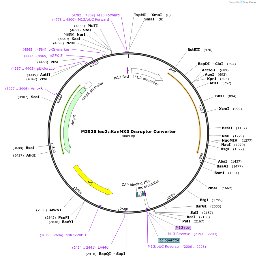 51680-plasmid-map-sequence-id-79092