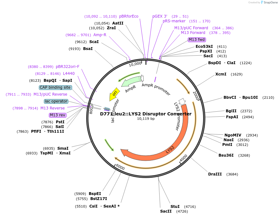 51677-plasmid-map-sequence-id-79093