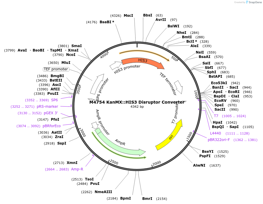 51684-plasmid-map-sequence-id-79095