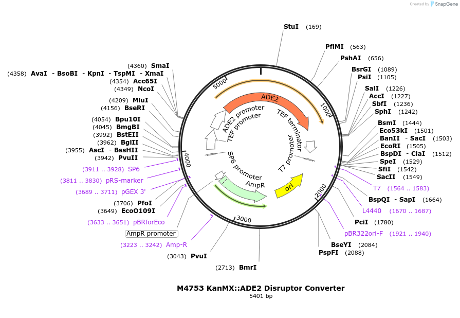 51683-plasmid-map-sequence-id-79099